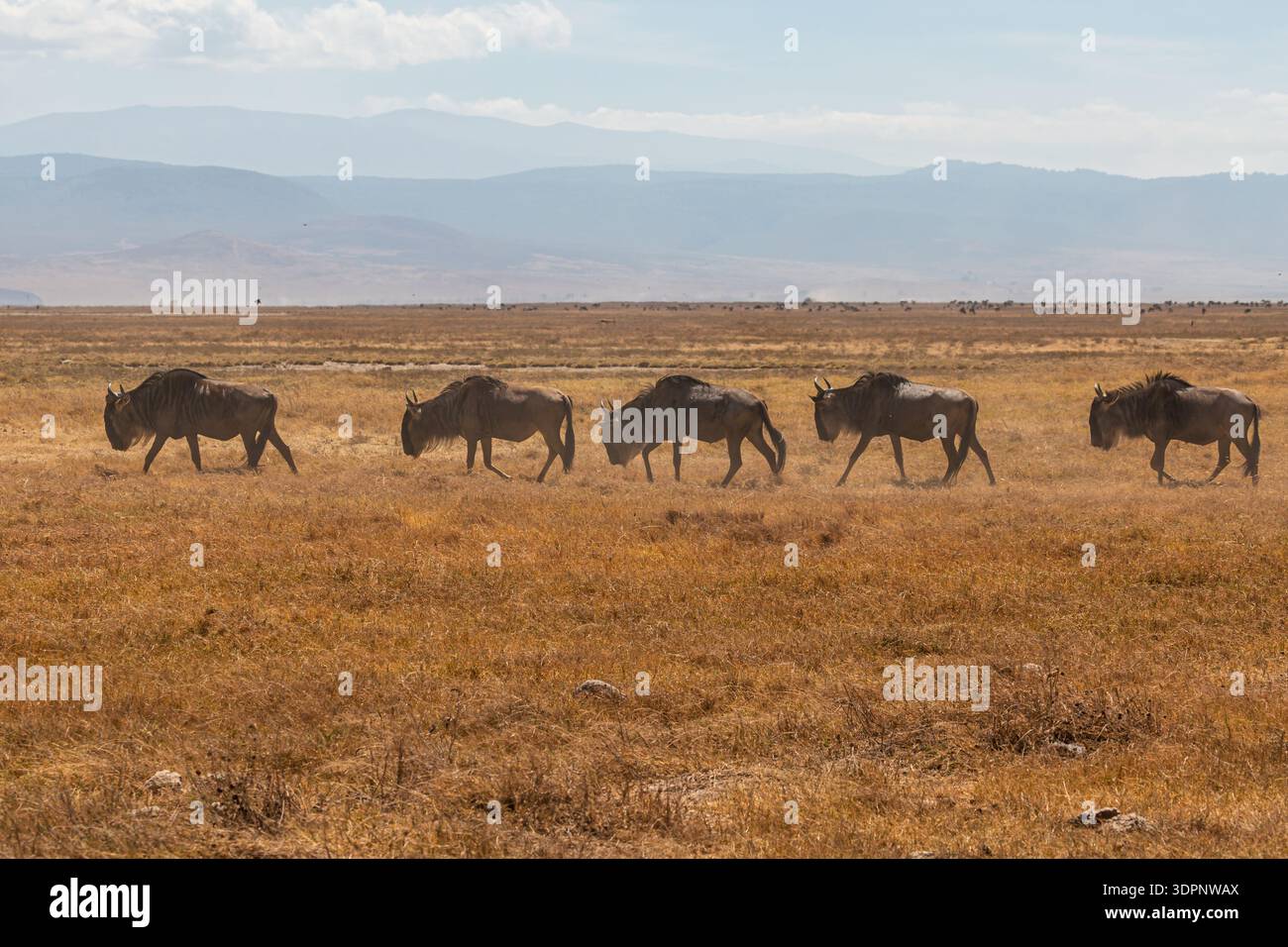 Cratere di Ngorongoro, Tanzania - 23 settembre 2025: Una mandria di GNU migra attraverso la savana secca alla ricerca di pascoli più verdi. Foto Stock