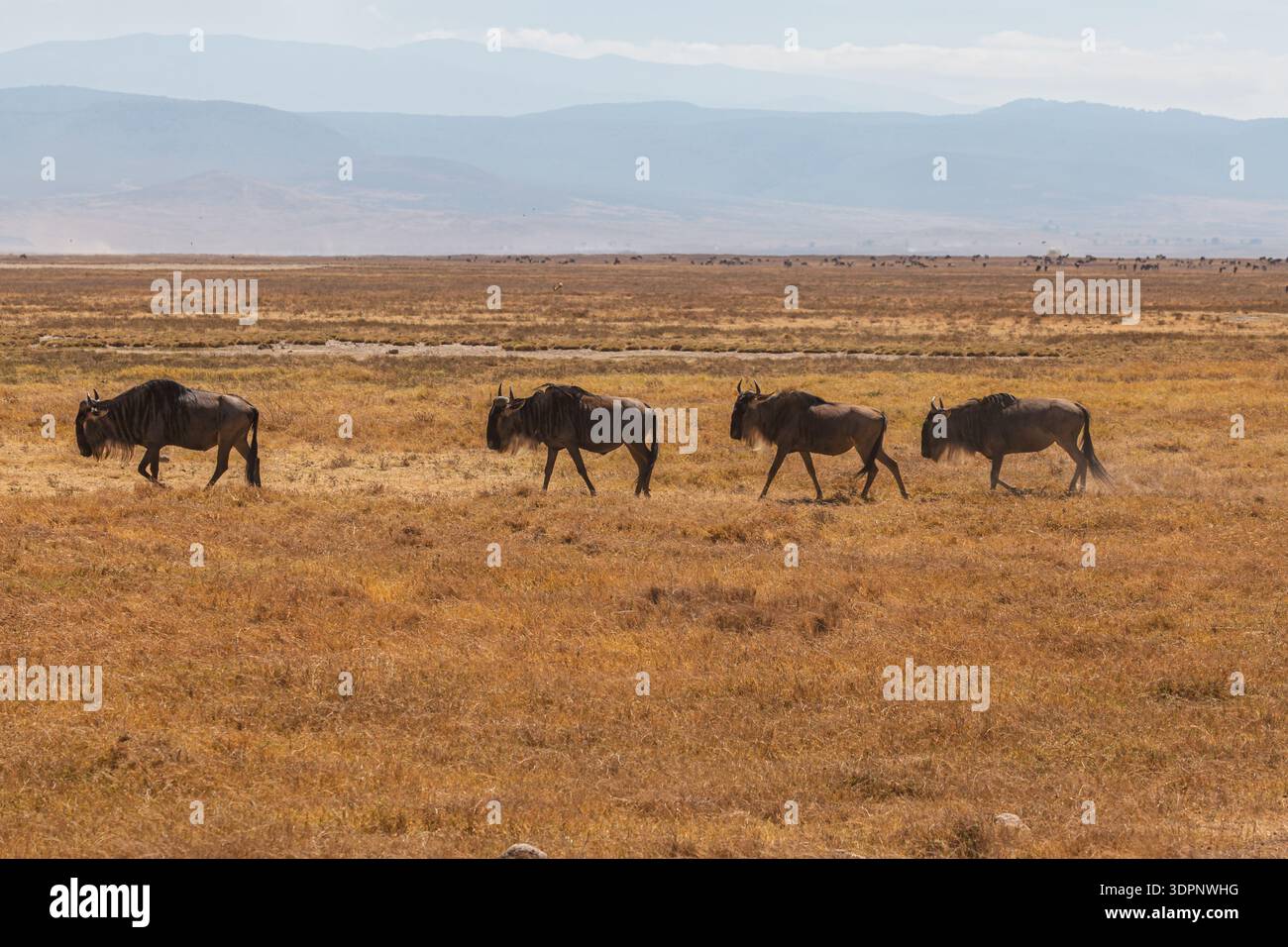 Cratere di Ngorongoro, Tanzania - 23 settembre 2025: Una mandria di GNU attraversa la savana secca alla ricerca di pascoli più verdi. Foto Stock