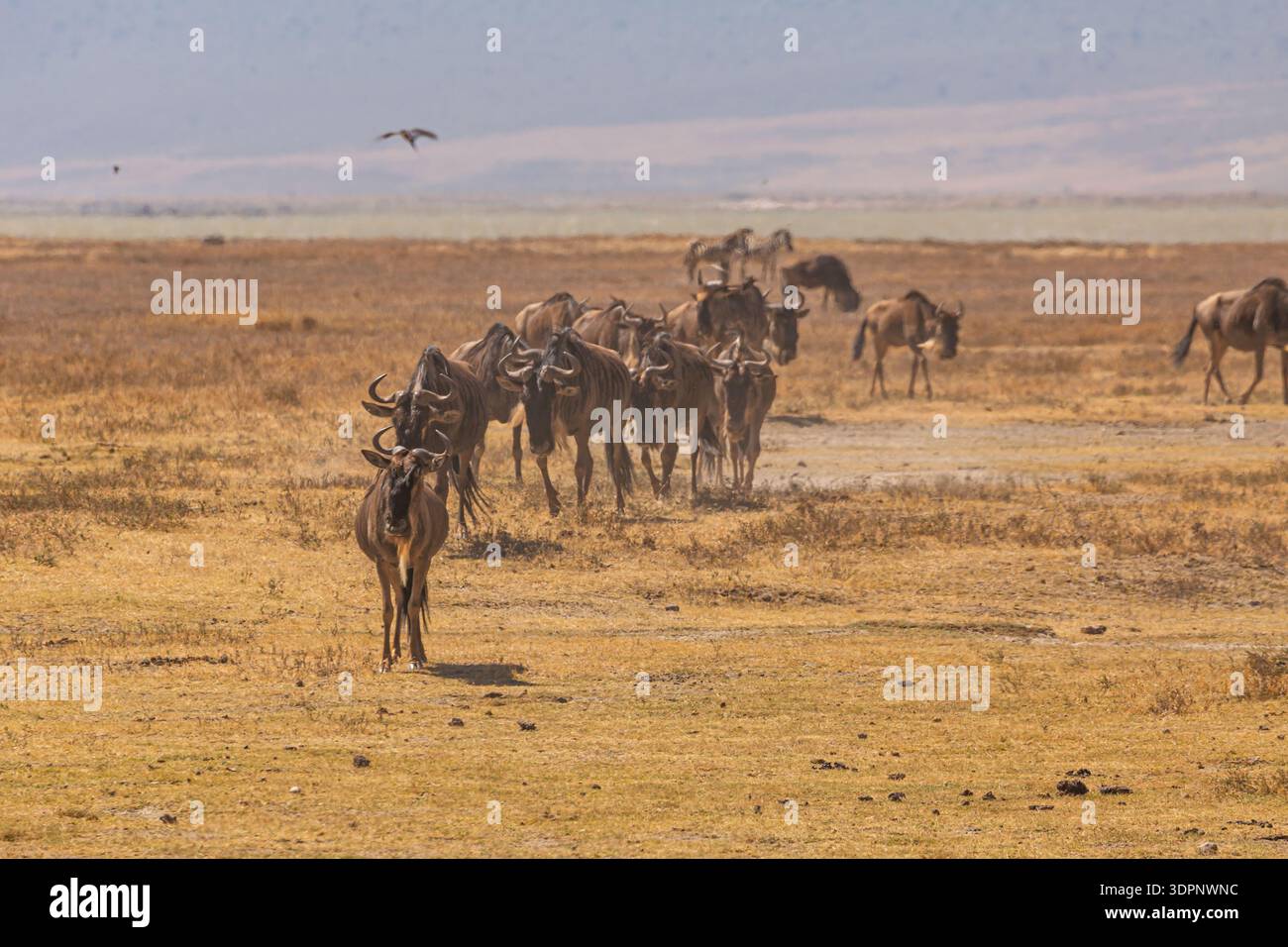 Cratere di Ngorongoro, Tanzania - 23 settembre 2025: Una mandria di GNU migra attraverso la savana secca alla ricerca di pascoli più verdi. Foto Stock
