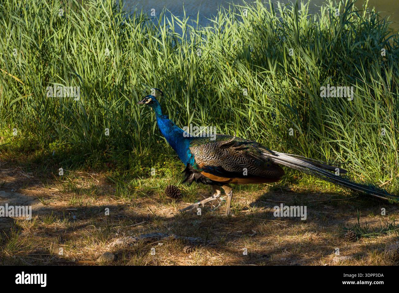 Parc de Sigean, Francia - 27 agosto 2021: Si vede un pavone camminare per terra in parziale ombra vicino a un'erba verde alta vicino a un corpo d'acqua. Foto Stock