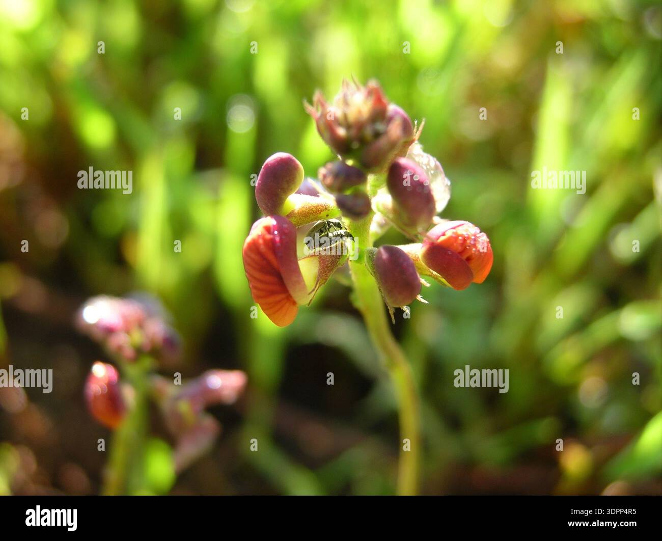Piccoli coleotteri che si accoppiano su boccioli di fiori viola – comportamento naturale delle macro Foto Stock