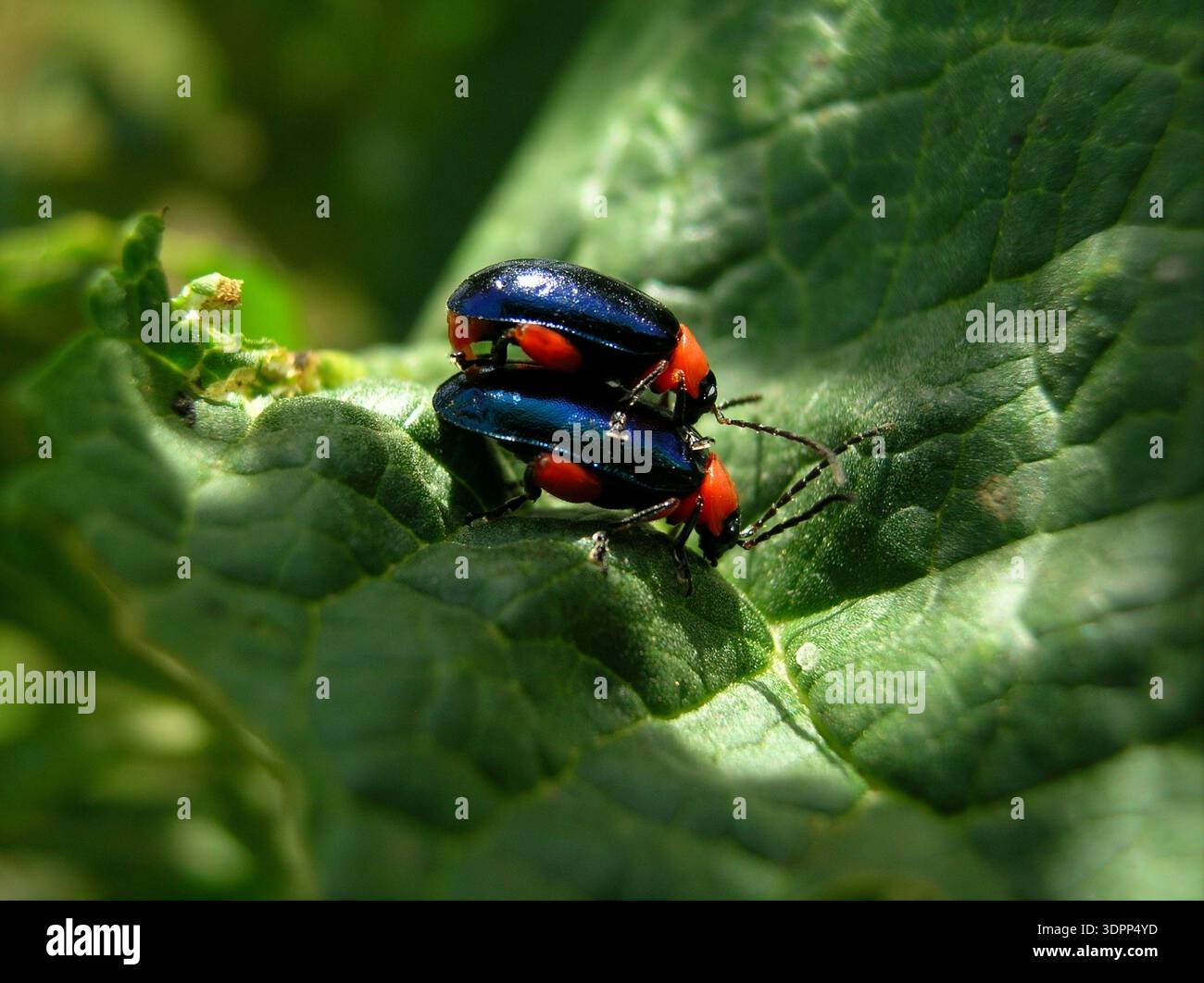 Coppia di scarabei a foglia blu metallizzata accoppiati su una foglia verde, vista macro Foto Stock