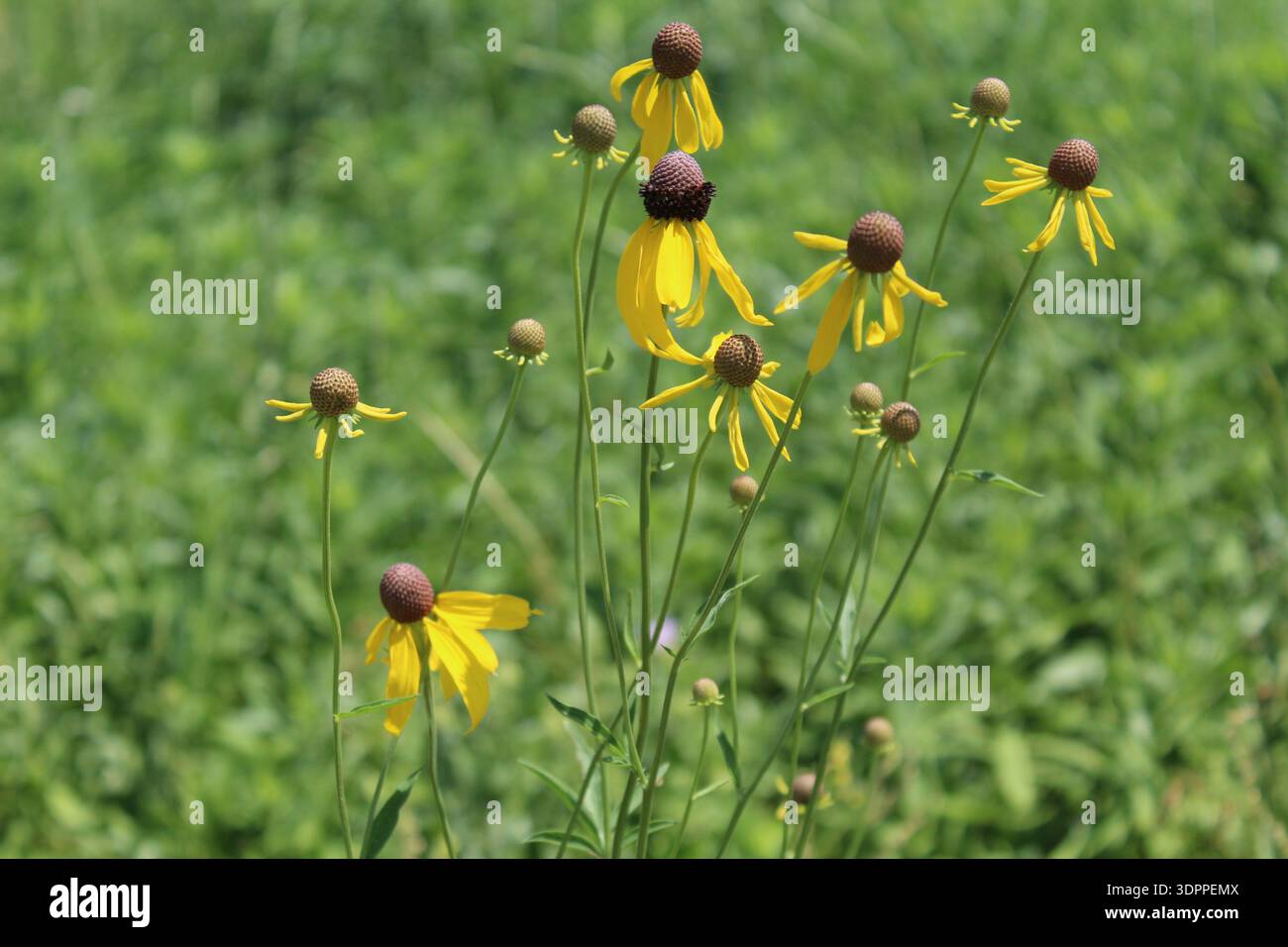 Fiori di ragno gialli in un prato a Miami Woods Morton Grove, Illinois Foto Stock