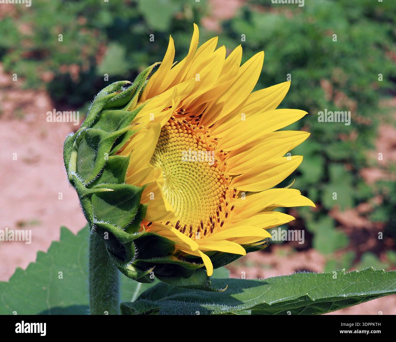 Vista laterale della testa di un girasole (Helianthus annuus) che inizia a fiorire, rivelando petali gialli dorati e sepali verdi in un campo soleggiato. Foto Stock