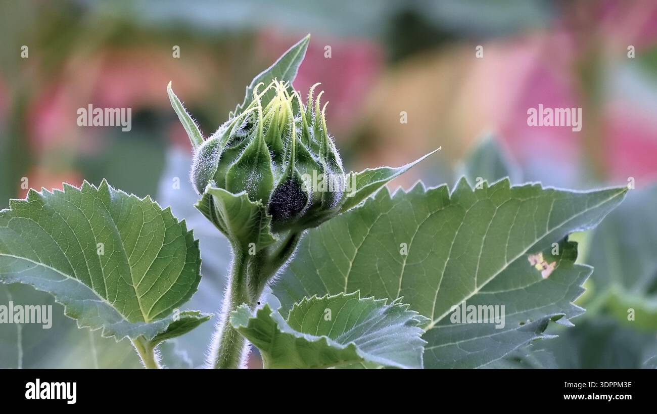 Macro di un bocciolo di girasole verde non aperto (Helianthus annuus) con consistenza fuzzy e foglie frastagliate, che inizia a fiorire in un giardino estivo. Foto Stock