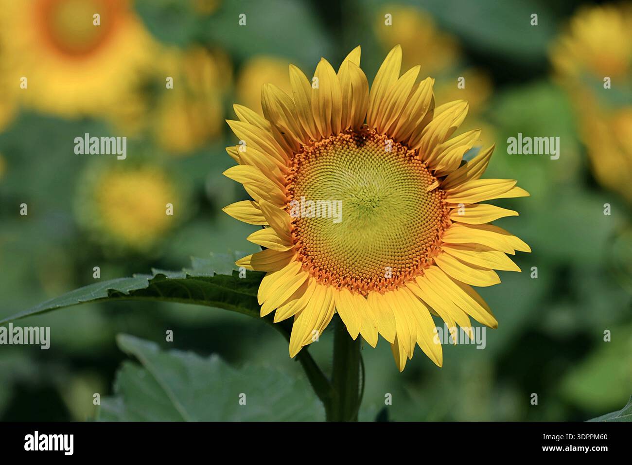Macro di un girasole giallo (Helianthus annuus) in fiore con un'ape miele che impollina il fiore centrale a disco in un campo soleggiato. Foto Stock