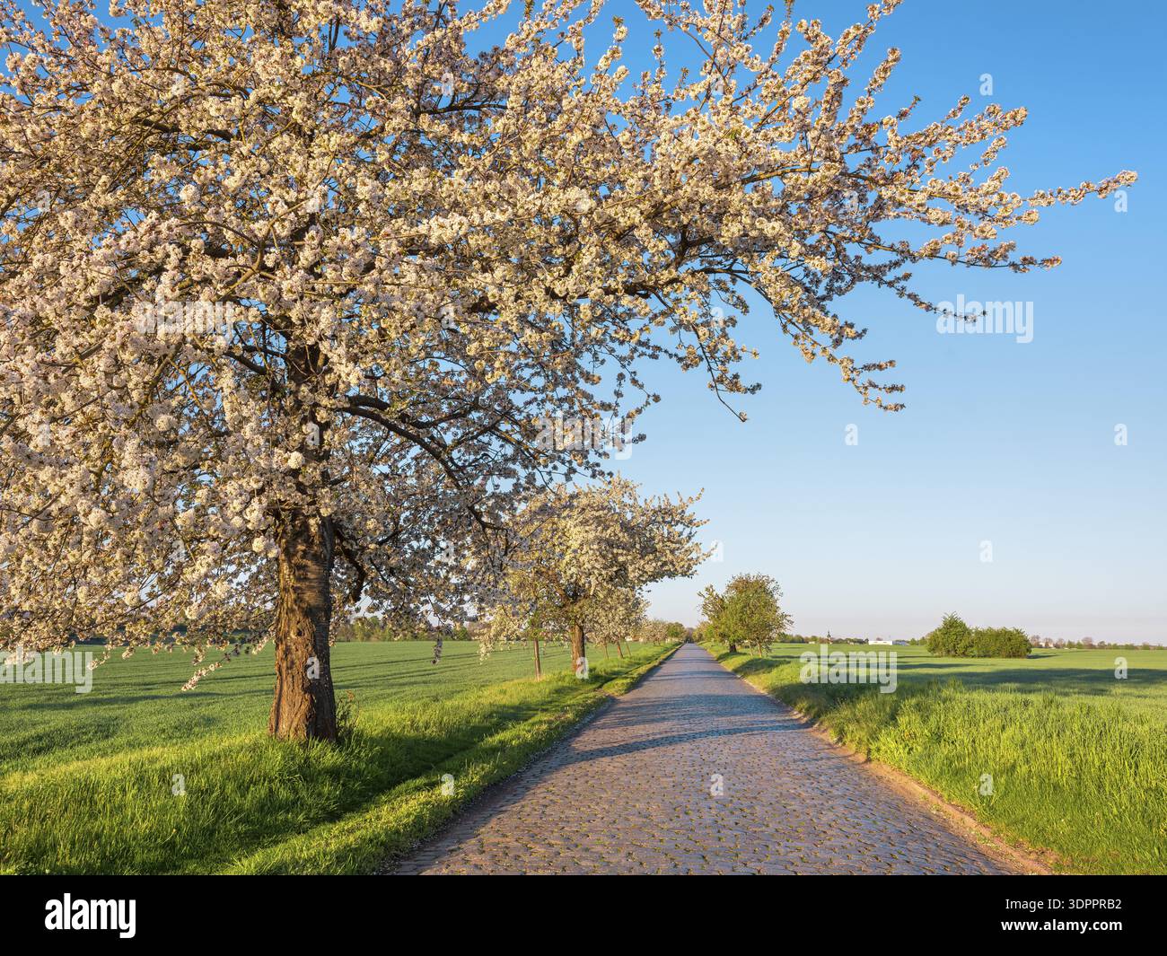 Strada di campagna con ciottoli attraverso campi verdi fiancheggiati da ciliegi in fiore alla luce del mattino, vicino a Querfurt, Sassonia-Anhalt, Germania Foto Stock