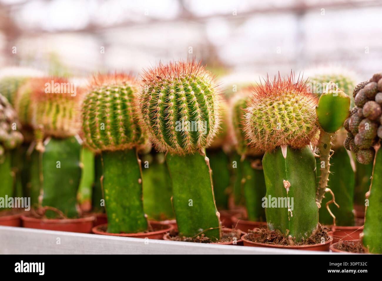 Piccoli cactus innestati. Due diverse specie di cactus combinate insieme per formare un'unica pianta Foto Stock