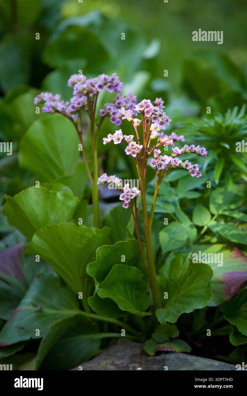 Bergenia cordifolia (Heartleaf Bergenia) - fiori rosa chiaro con fogliame verde Foto Stock