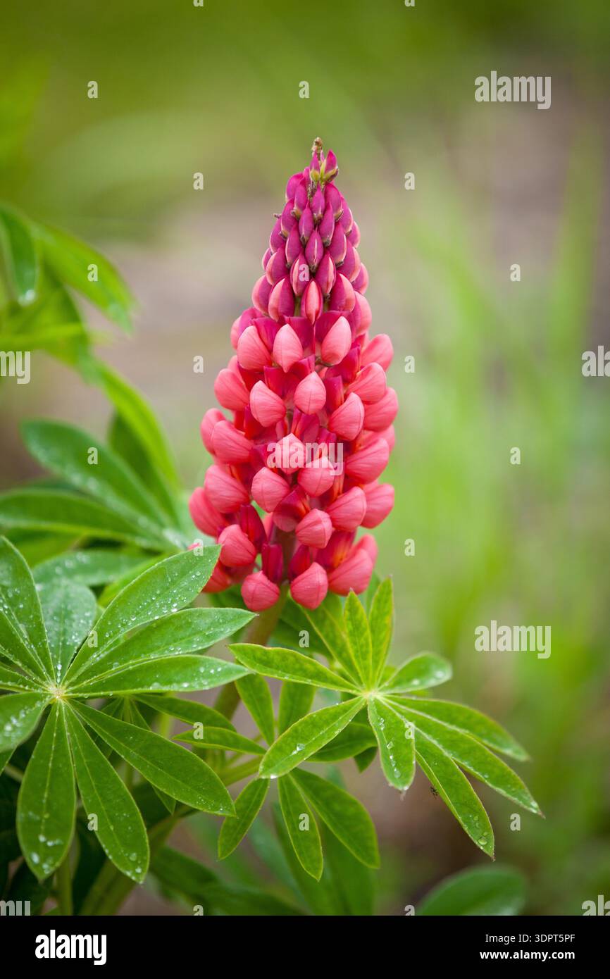 Lupinus polyphyllus (Lupin giardino) - infiorescenza rosa con foglie palmate verdi visibili Foto Stock