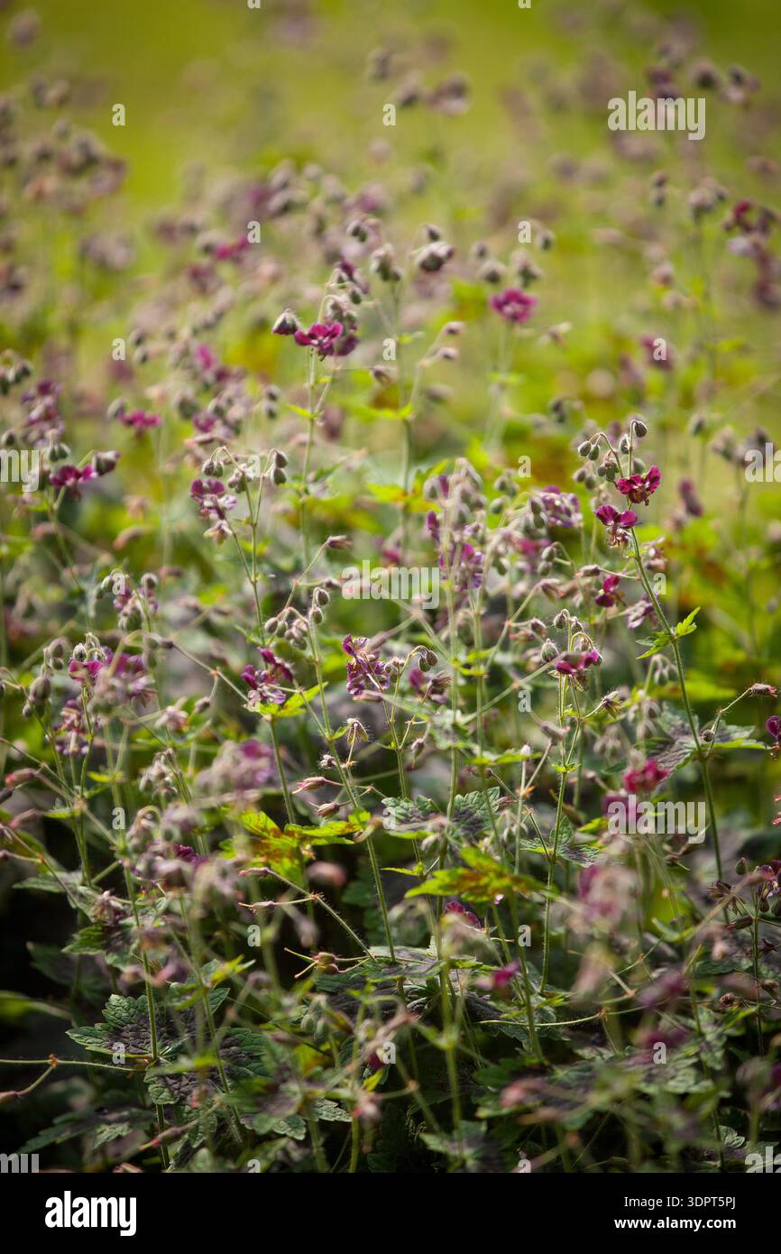 Geranium phaeum «Samobor» (Dusky Cranesbill) - fiori e gemme rosso-viola su sfondo verde naturale Foto Stock