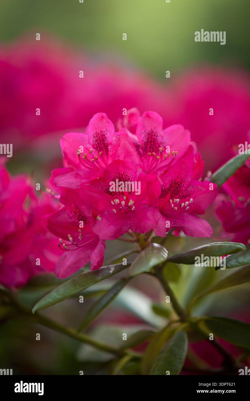 Rhododendron (Rhododendron) - primo piano di vivaci fiori di rododendro rosa con centri macchiati Foto Stock