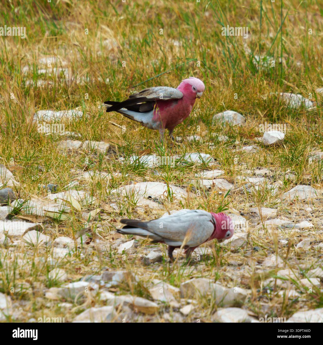 Un piccolo gruppo di pappagalli galah si forgia su praterie rocciose vicino alla bassa vegetazione costiera. Foto Stock