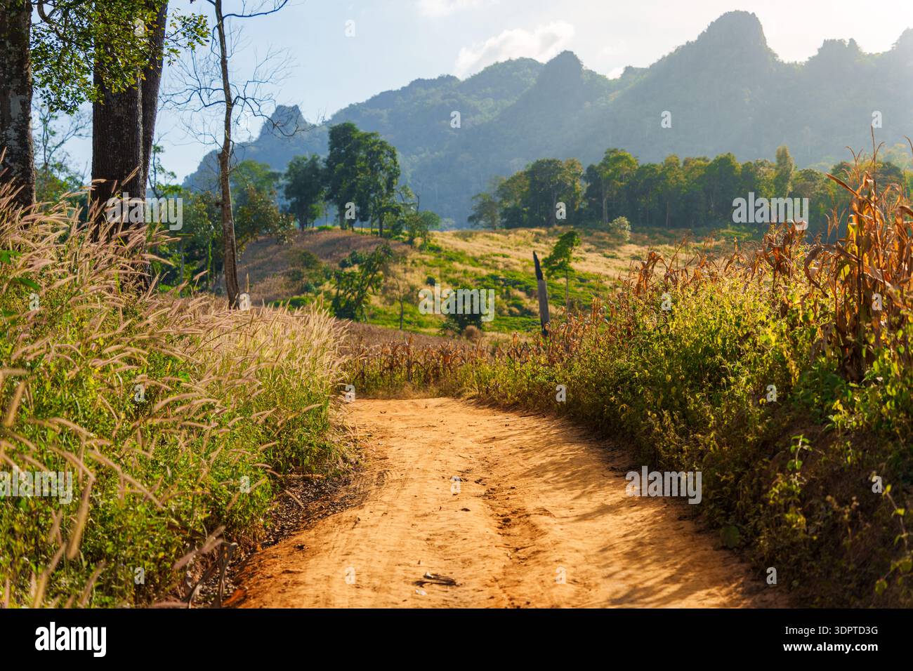 Una strada sterrata si snoda attraverso alte erbe e bassa vegetazione verso colline boscose e montagne sotto la luce del sole. Foto Stock