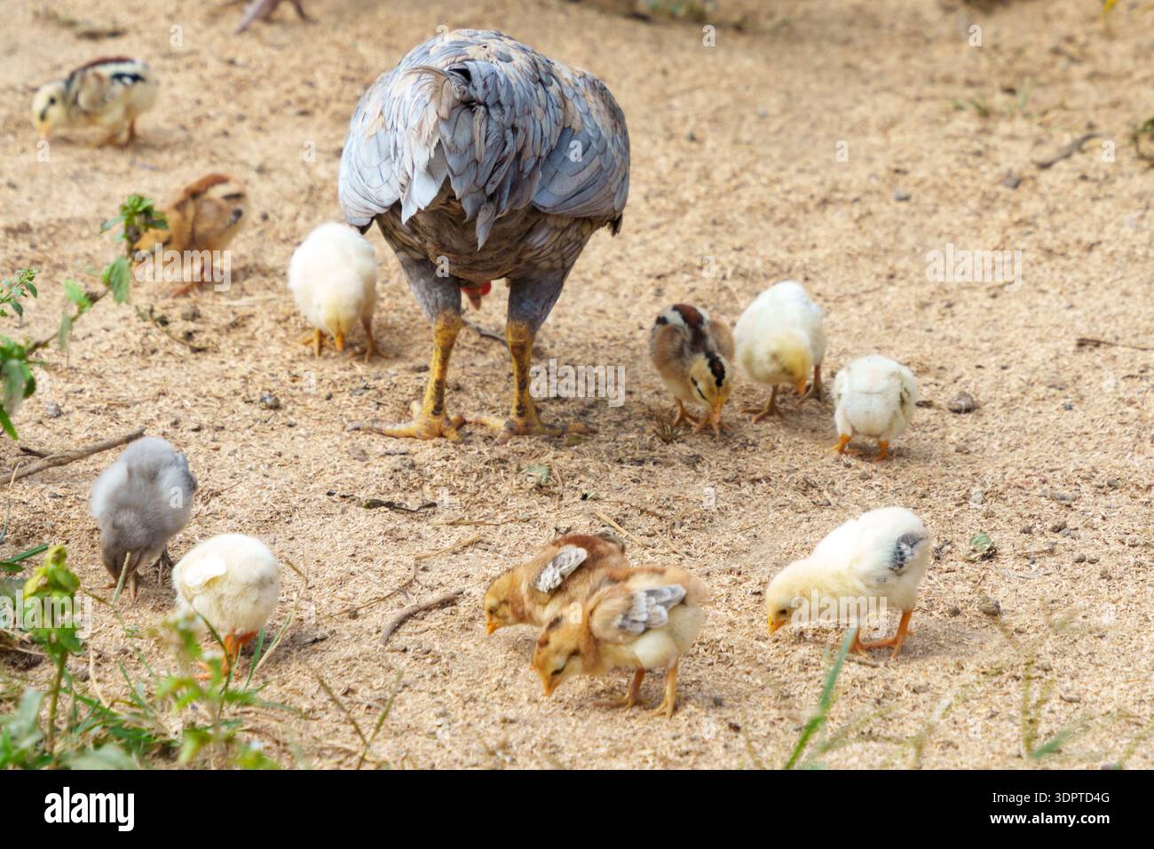 Una gallina si trova su un terreno sabbioso mentre molti giovani pulcini si forgiano nelle vicinanze in un ambiente rurale all'aperto durante il giorno. Altri polli sono visibili nel bac Foto Stock