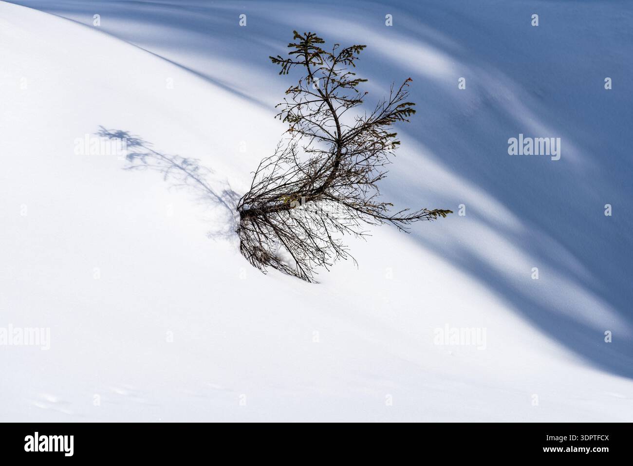 Concetto di resilienza: Singolo albero giovane nella neve con spazio di copia. Simboleggia crescita, resilienza e sopravvivenza. Foto Stock
