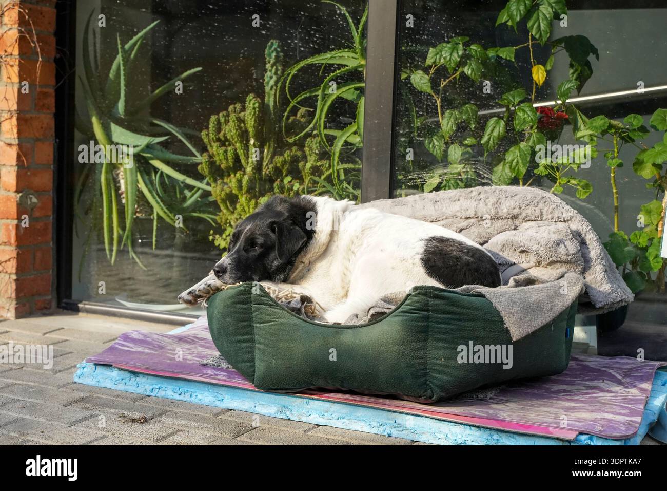 Cane randagio senzatetto che dorme tranquillamente su un marciapiede della città. Foto di alta qualità Foto Stock