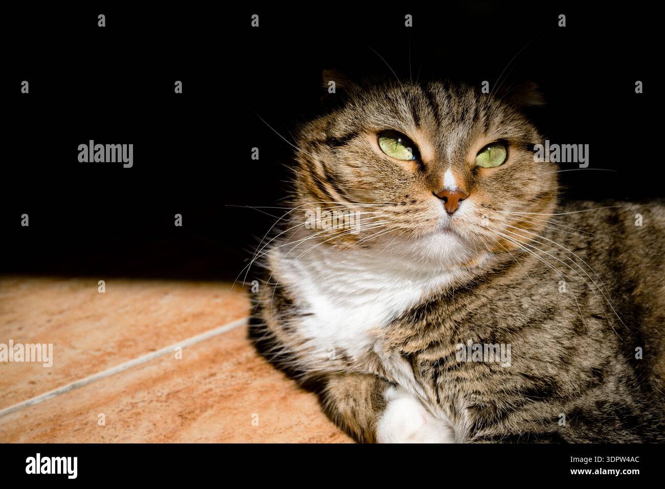 Primo piano di un gatto da tabby con occhi verdi appoggiati su un pavimento piastrellato. Il gatto ha un mix di strisce marroni e nere con un petto bianco. Foto Stock