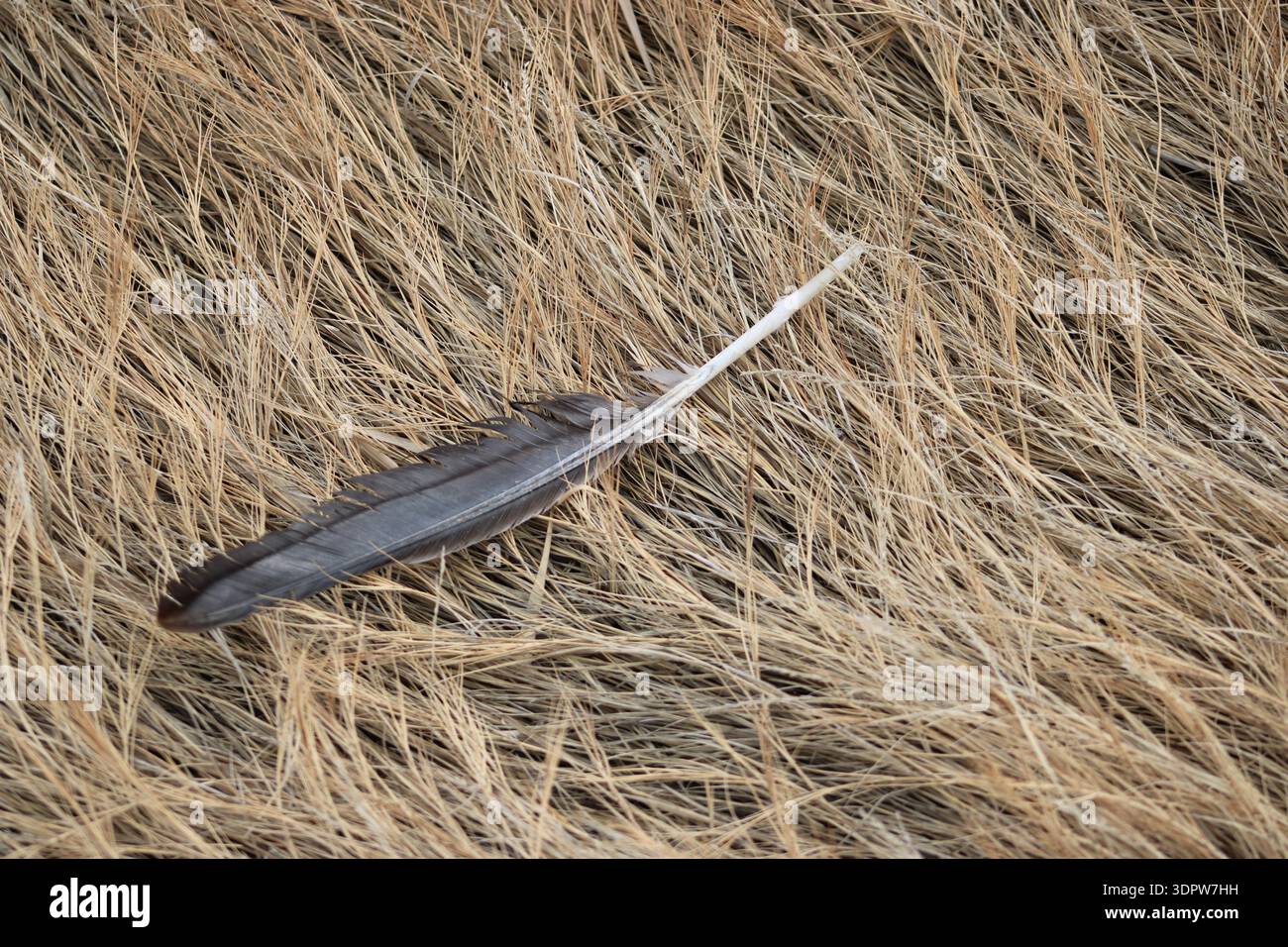 Piuma d'uccello singola appoggiata su erba asciutta Foto Stock