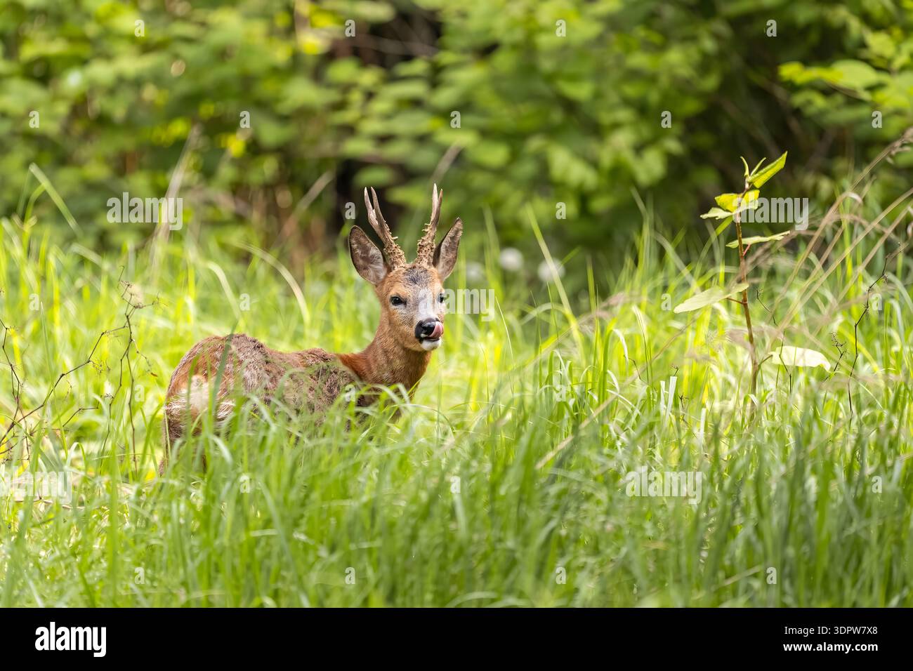Cervi che riposano in erba alta con un rigoglioso sfondo verde Foto Stock
