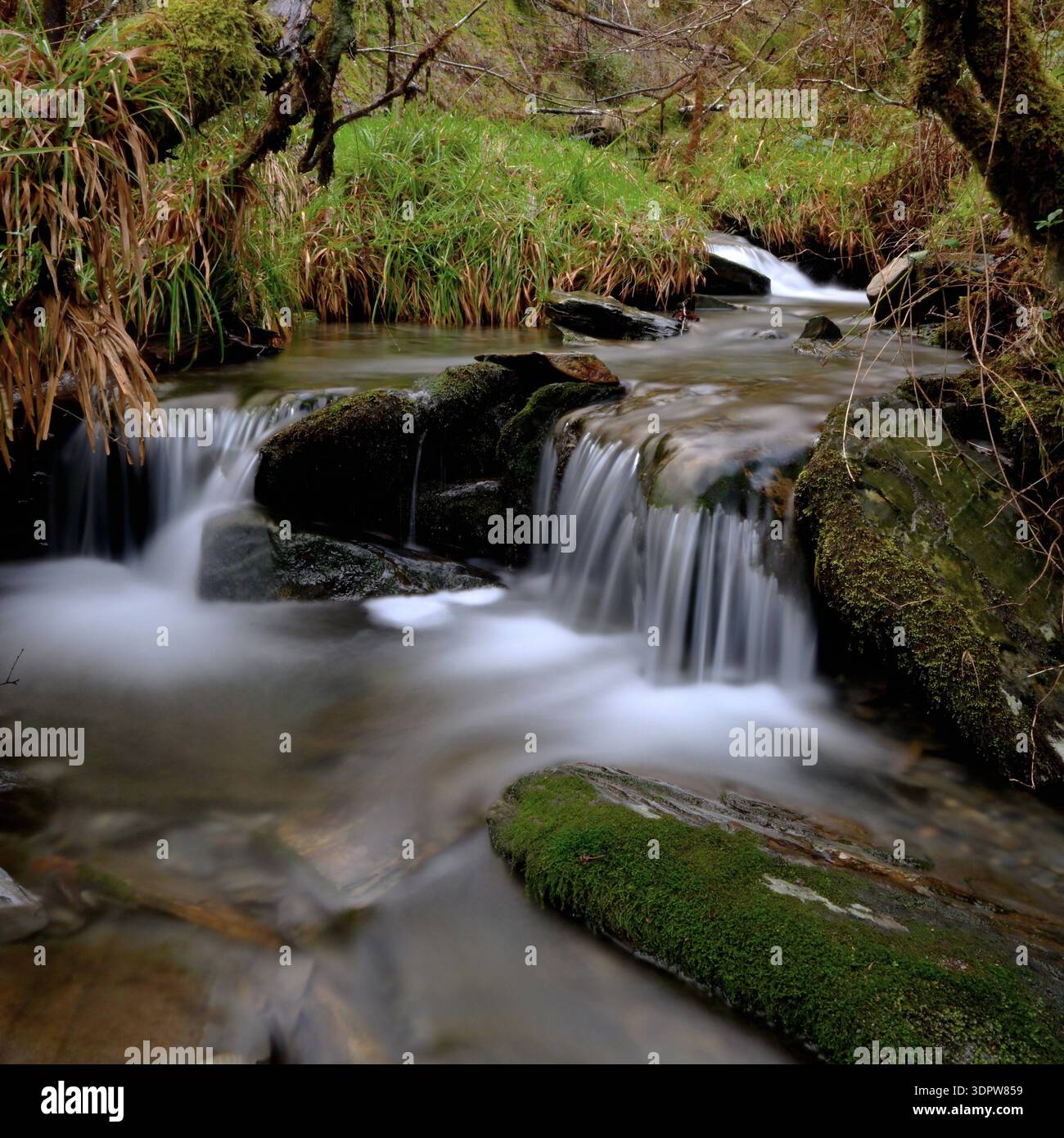 Il ruscello boschivo in movimento si sfoca con alberi, erbe e rocce con acqua che si getta sulle rocce. Foto Stock