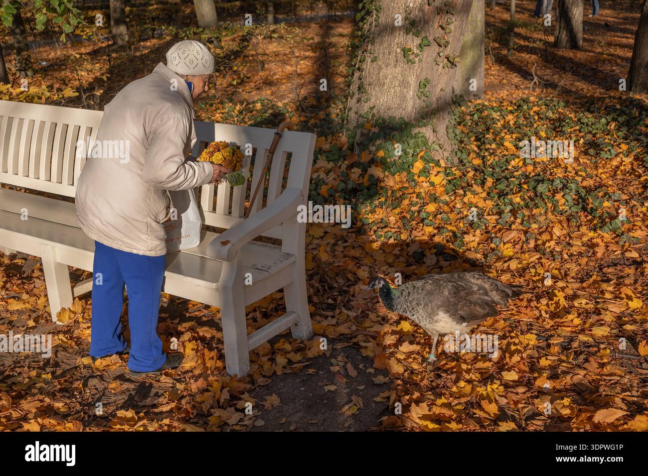 Vecchia signora con bouquet di fiori secchi e pavone sulla panchina bianca nel paesaggio autunnale del parco. Foto Stock