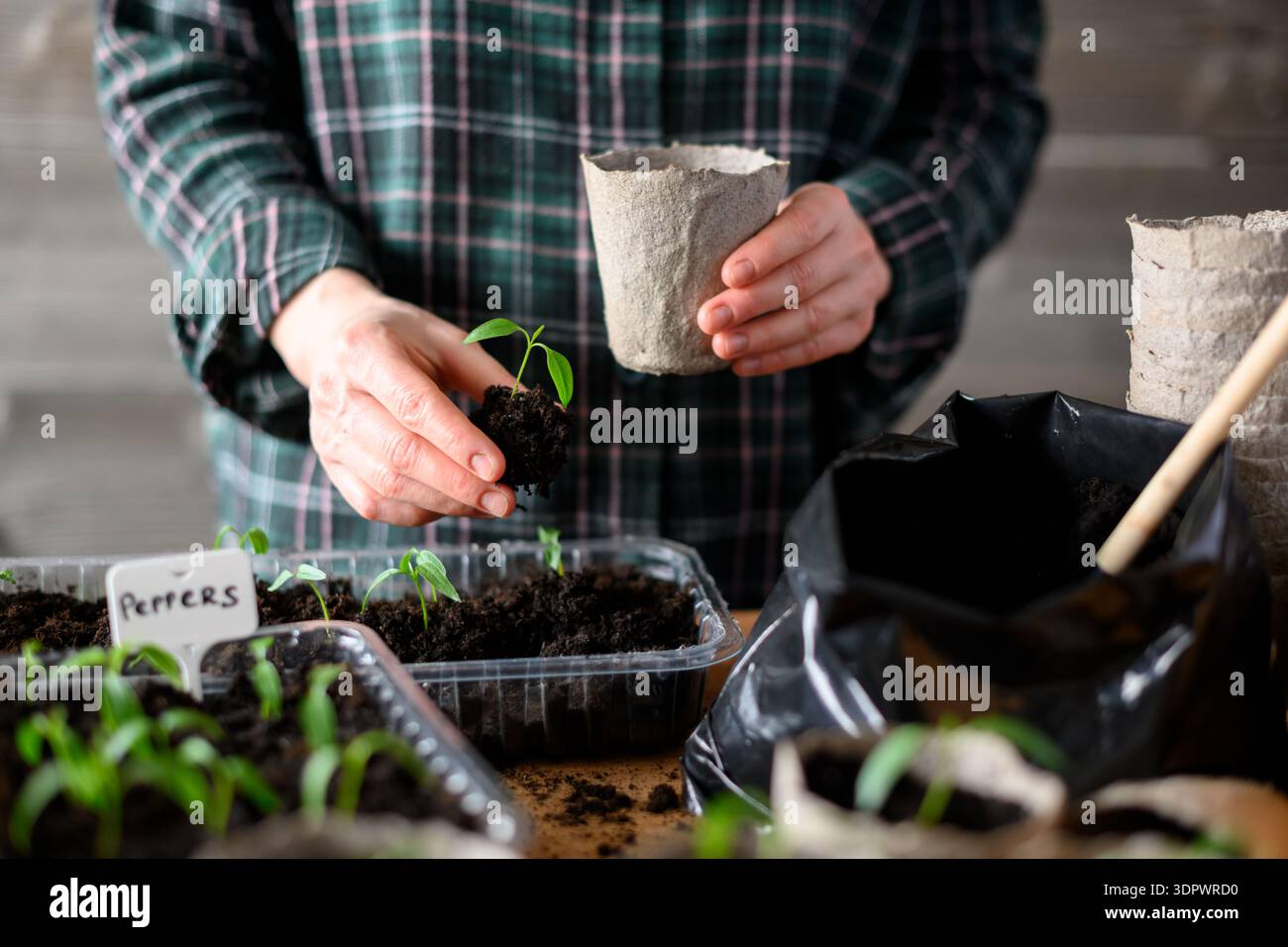 Donna che sta piantando piantine di pepe in un contenitore di torba riempito di terreno. Attività di giardinaggio sostenibile con verdure Foto Stock