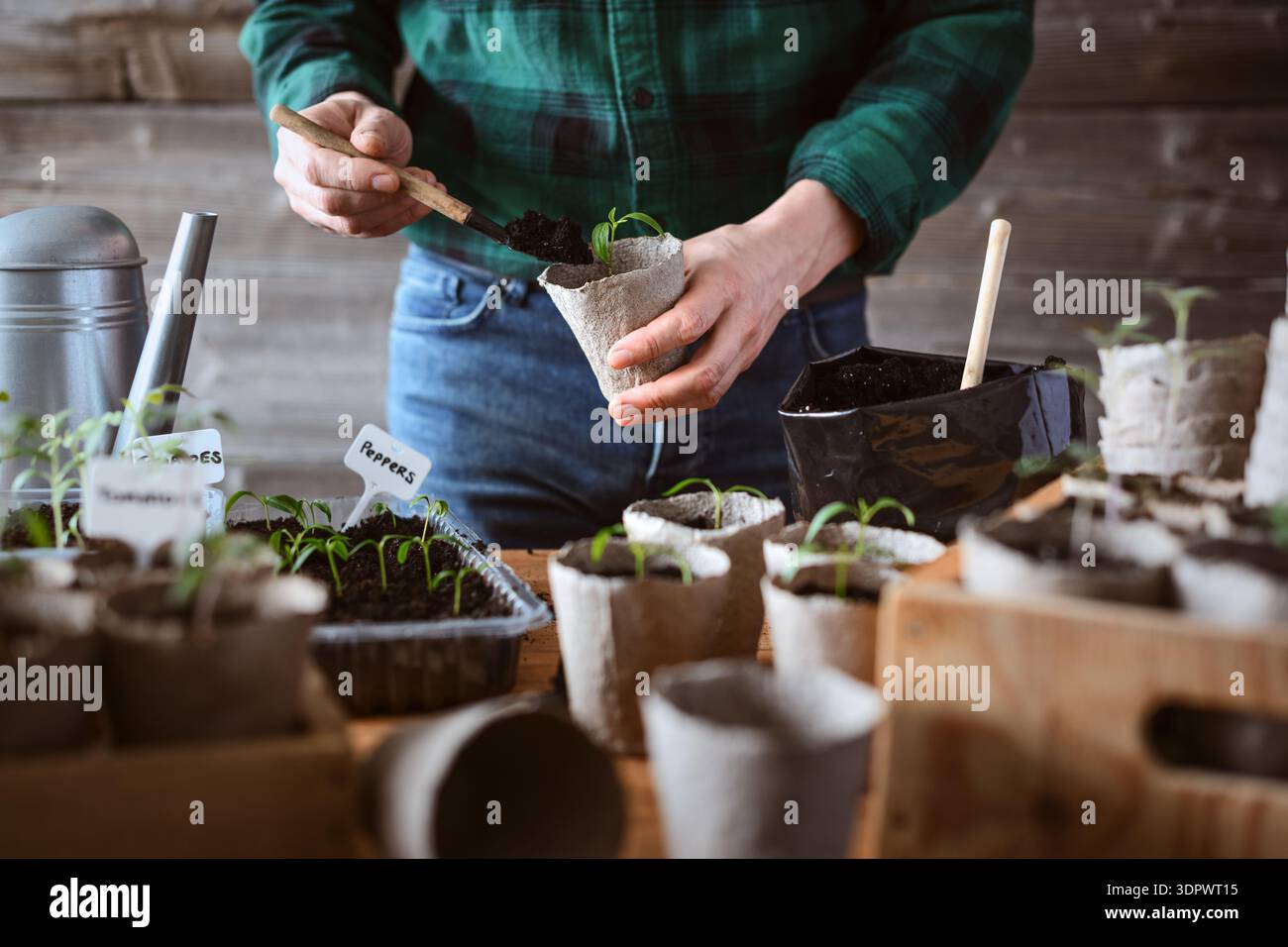 Mani maschili che piantano piantine di pomodoro in una pentola di torba riempita di terreno. Giardinaggio sostenibile e verdure per la coltivazione in casa Foto Stock
