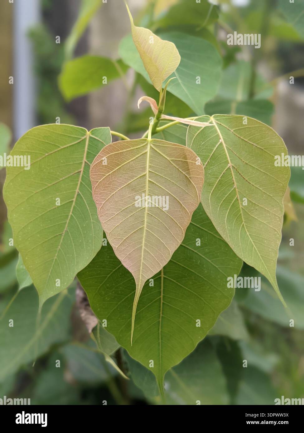 Primo piano di giovani foglie di fico sacro (Ficus religiosa) verdi-rossastro, comunemente note come foglie di Bo, che presentano venature delicate e strutturazione a forma di cuore - Immagine stock catturata con smartphone