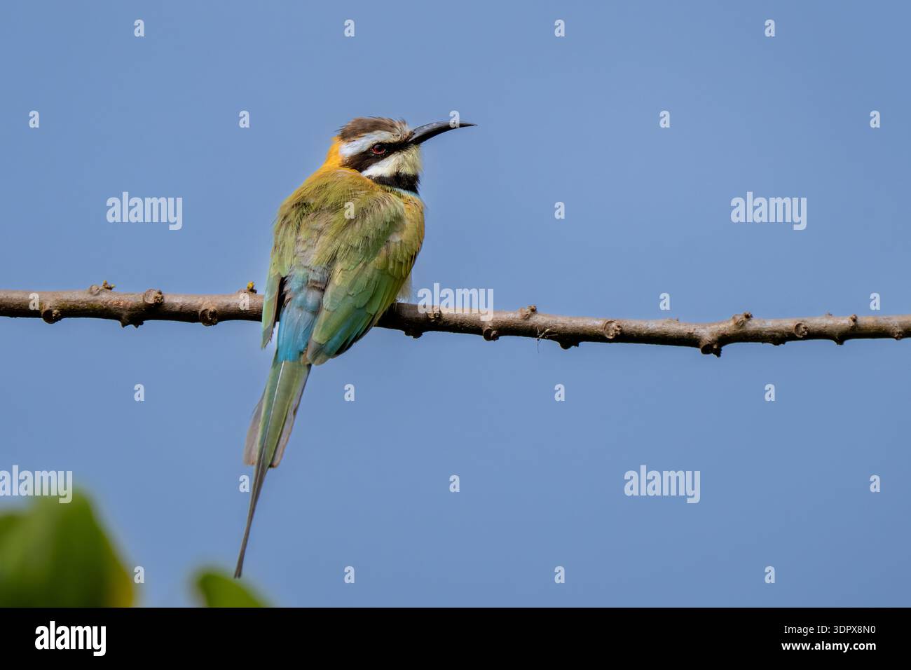 Uno straordinario primo piano di un mangiatore di api dalla gola bianca (Merops albicollis) appollaiato su un ramoscello sottile, che mostra il suo piumaggio verde vivace e il Foto Stock