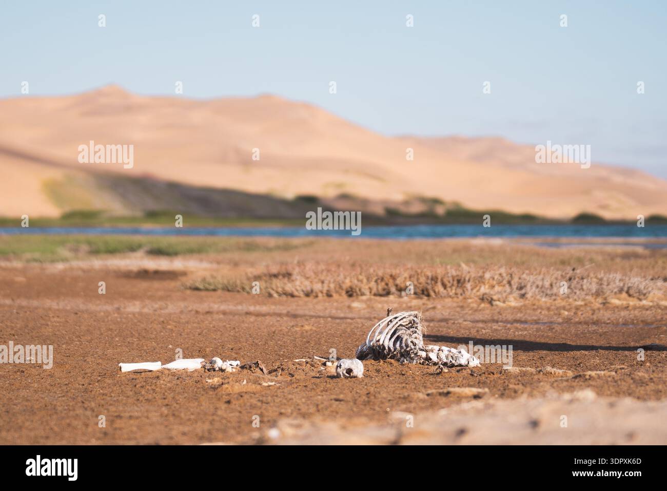 Uno scheletro intempestivo poggia sul terreno arido di Sandwich Harbour, annidato nel deserto Namib della Namibia. Le dune circostanti e il cielo azzurro Foto Stock