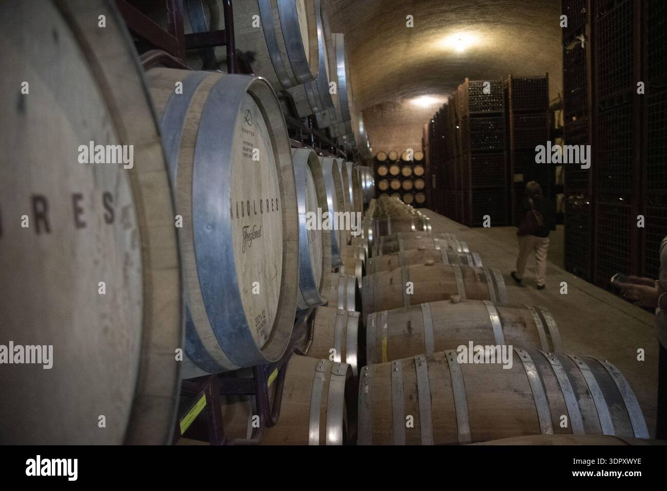 Tequisquiapan, Messico - 09 febbraio 2025: Vista delle botti di vino invecchiate allineate in modo ordinato nella cantina cavernosa e poco illuminata, promettenti sapori e aromi ricchi Foto Stock