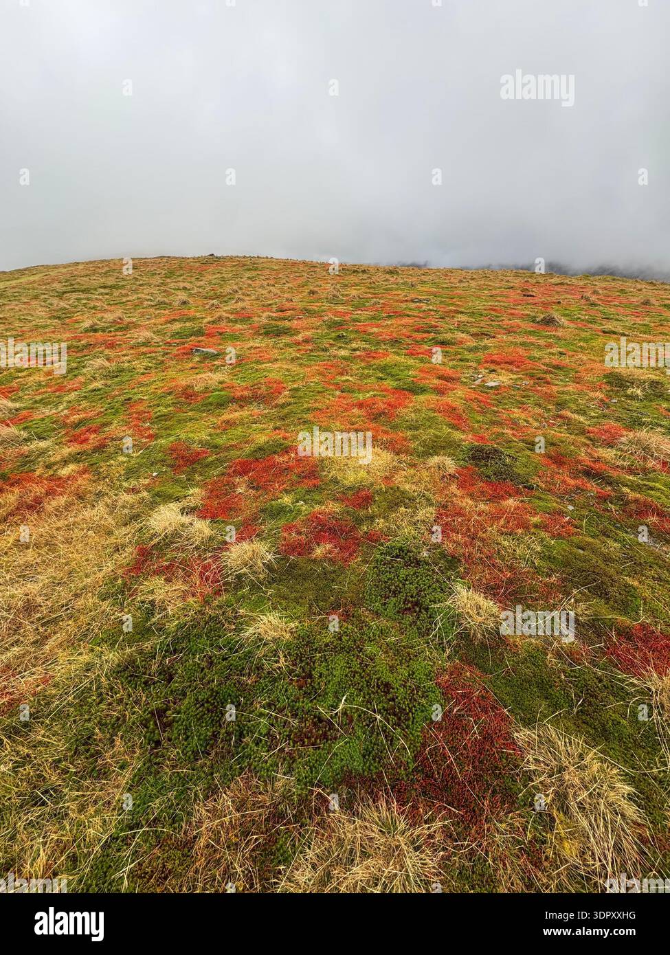 Muschio di Spagnum con capsule di spore rosse, specie sconosciuta, Mynydd Troed, Bannau Brycheiniog (Brecon Beacons), febbraio. - Immagine stock catturata con smartphone