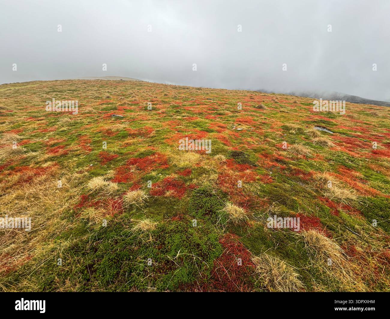 Muschio di Spagnum con capsule di spore rosse, specie sconosciuta, Mynydd Troed, Bannau Brycheiniog (Brecon Beacons), febbraio. - Immagine stock catturata con smartphone