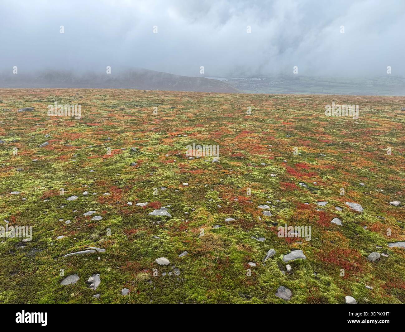 Muschio di Spagnum con capsule di spore rosse, specie sconosciuta, Mynydd Troed, Bannau Brycheiniog (Brecon Beacons), febbraio. - Immagine stock catturata con smartphone
