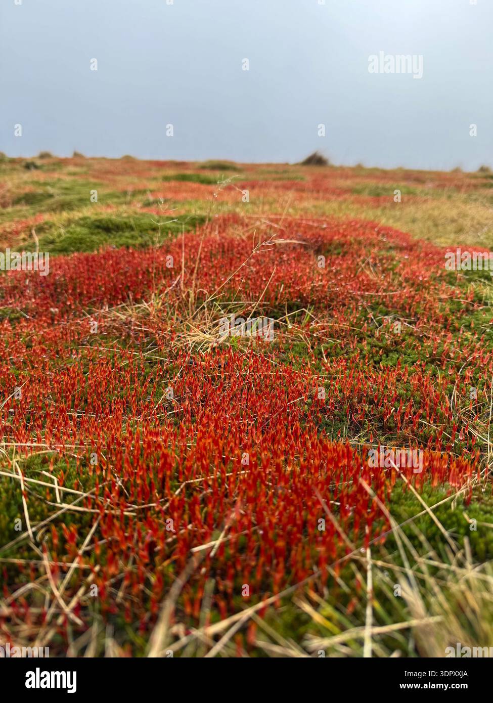 Muschio di Spagnum con capsule di spore rosse, specie sconosciuta, Mynydd Troed, Bannau Brycheiniog (Brecon Beacons), febbraio. - Immagine stock catturata con smartphone
