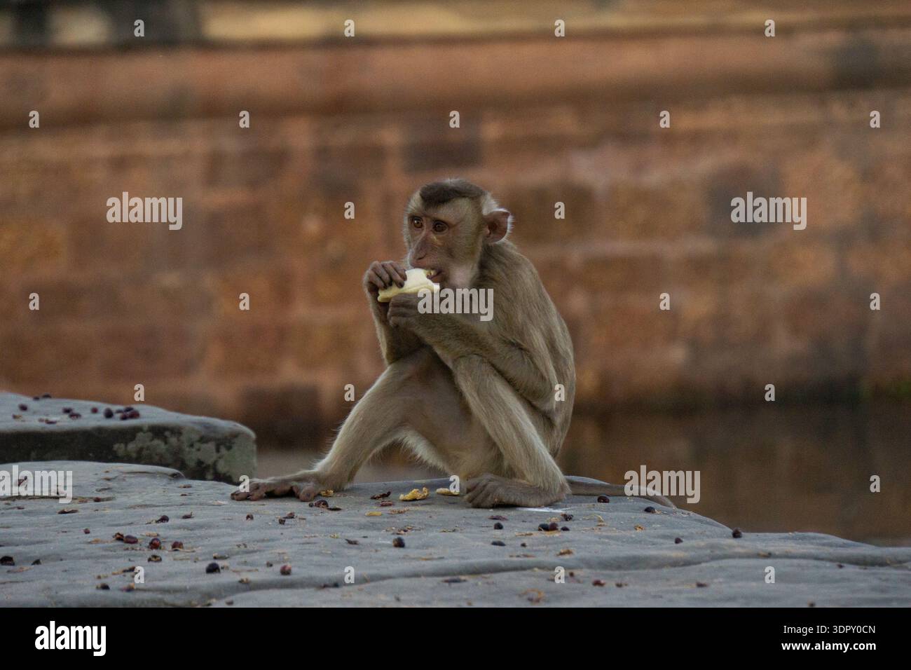 Macaco seduto su una superficie di pietra e mangiando un pezzo di frutta, catturato dalla calda luce naturale con uno sfondo leggermente sfocato. Foto Stock