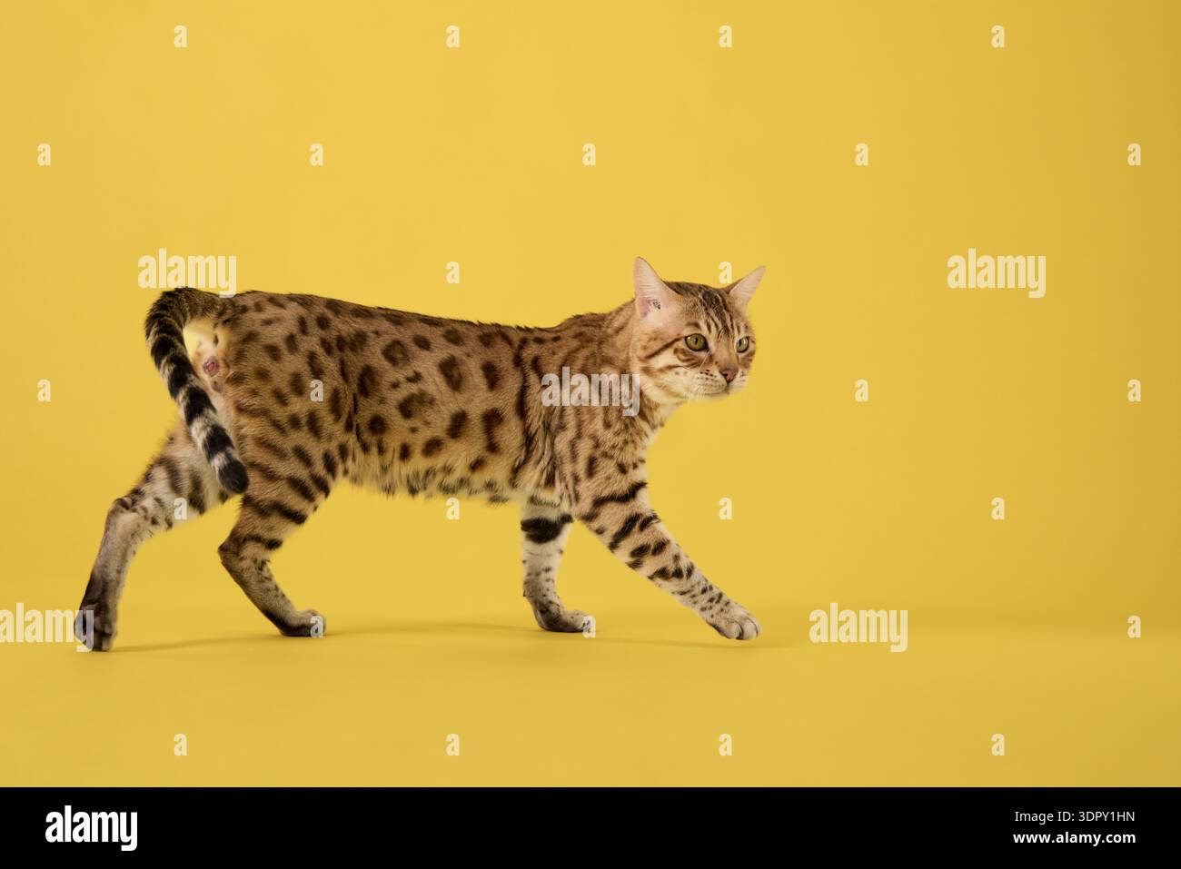 Un gatto del Bengala fa un passo avanti con la zampa sollevata, mantenendo l'equilibrio. Il suo sguardo è concentrato. Foto Stock