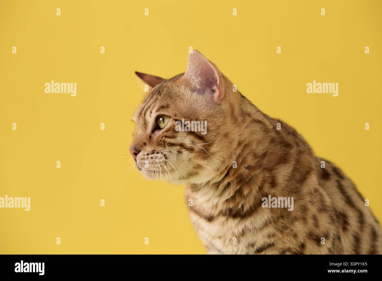 Una testa di gatto del Bengala appare nel profilo, mostrando strisce sottili e camice macchiato. L'espressione è calma. Foto Stock
