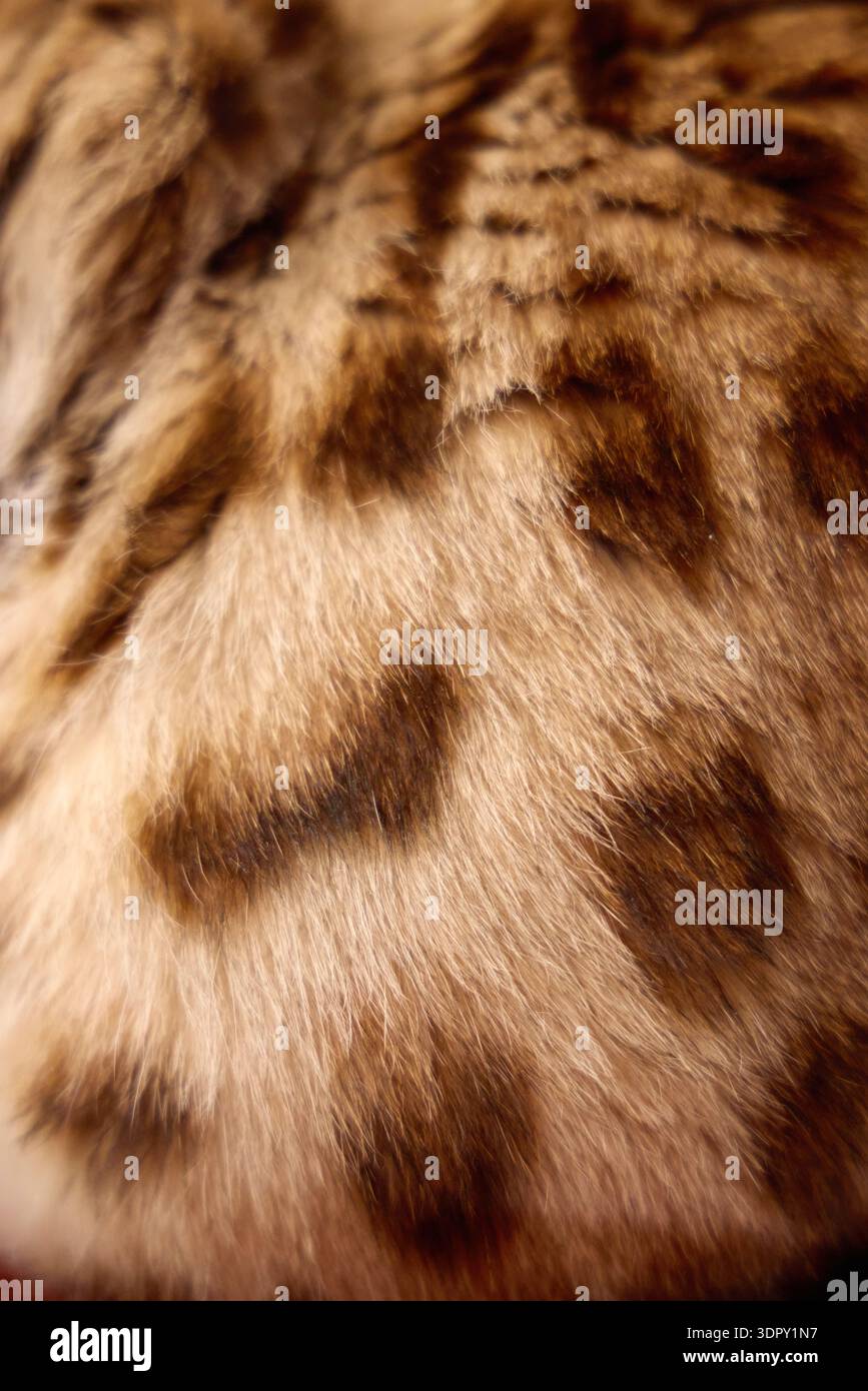 I dettagli del cappotto maculato del gatto del Bengala sono visibili chiaramente. Consistenza fine e forma rosetta. Foto Stock