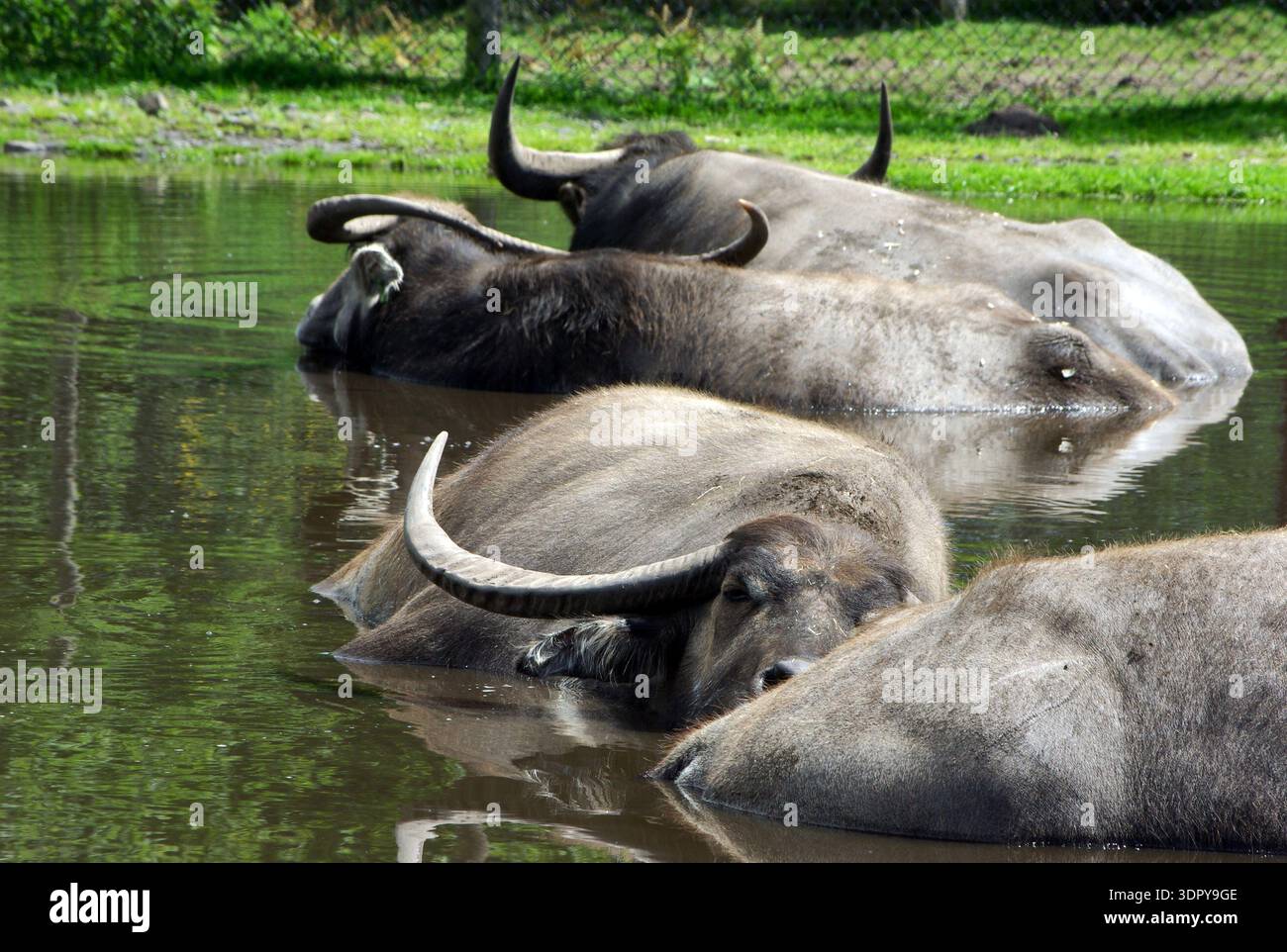 Bubalus bubalis (Bubalus bubalis) è immerso in uno stagno per rinfrescarsi al West Midlands Safari Park, Bewdley, Worcestershire, Inghilterra, Regno Unito. Foto Stock
