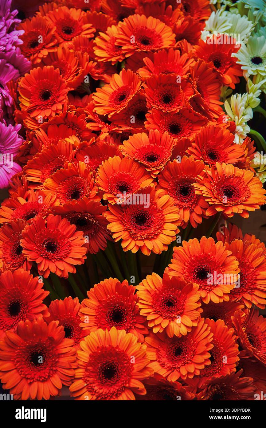 Gerbali rossi, disposti in modo lucido - foto che mostra i ricchi petali, la consistenza e il contrasto con sfumature di rosa, arancione e rosso. Foto Stock