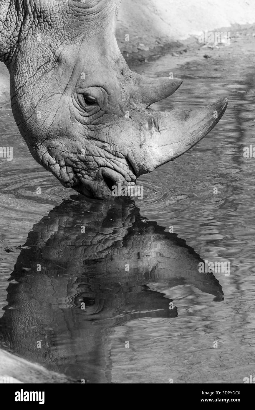 Foto artistica in bianco e nero di un rinoceronte che beve con riflesso Foto Stock