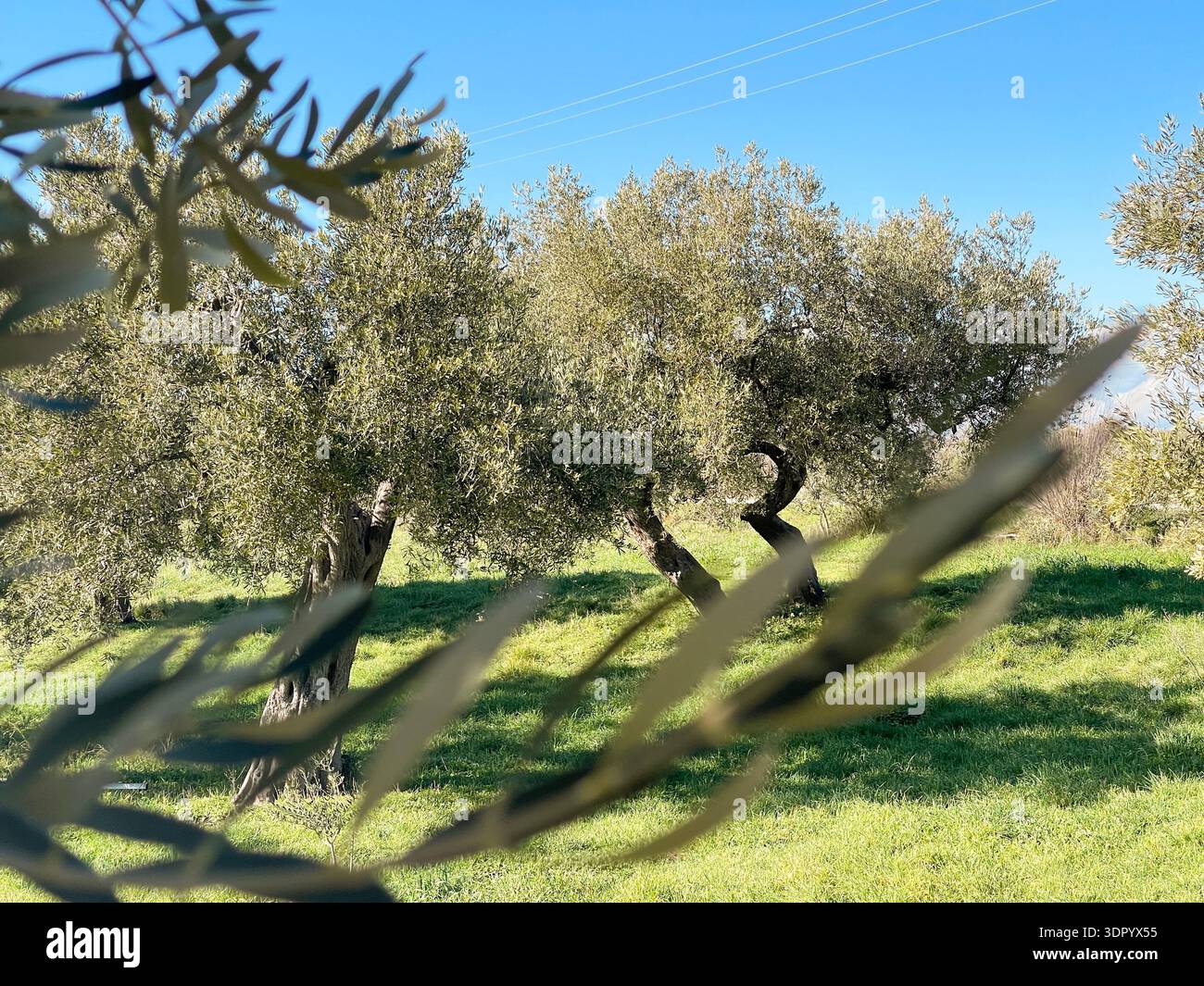 Oliveto primaverile in Grecia con ulivi secolari, erba verde e cielo blu. Paesaggio rurale mediterraneo, agricoltura naturale, paesi tranquilli - Immagine stock catturata con smartphone