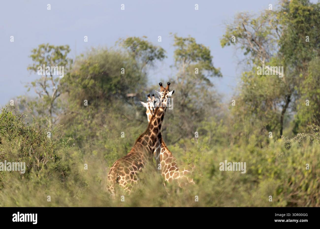 Due giraffe di Rothschild in piedi insieme nel kenya selvaggio Foto Stock
