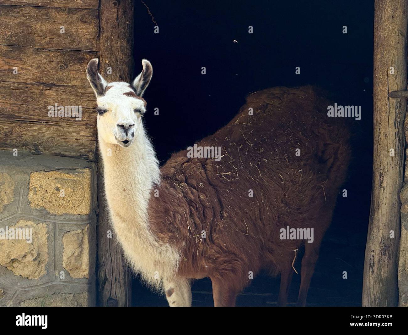 Lama in piedi vicino ad un rustico muro di legno. Agricoltura, addomesticamento e rapporto umano con gli animali in ambienti rurali e controllati. Foto Stock
