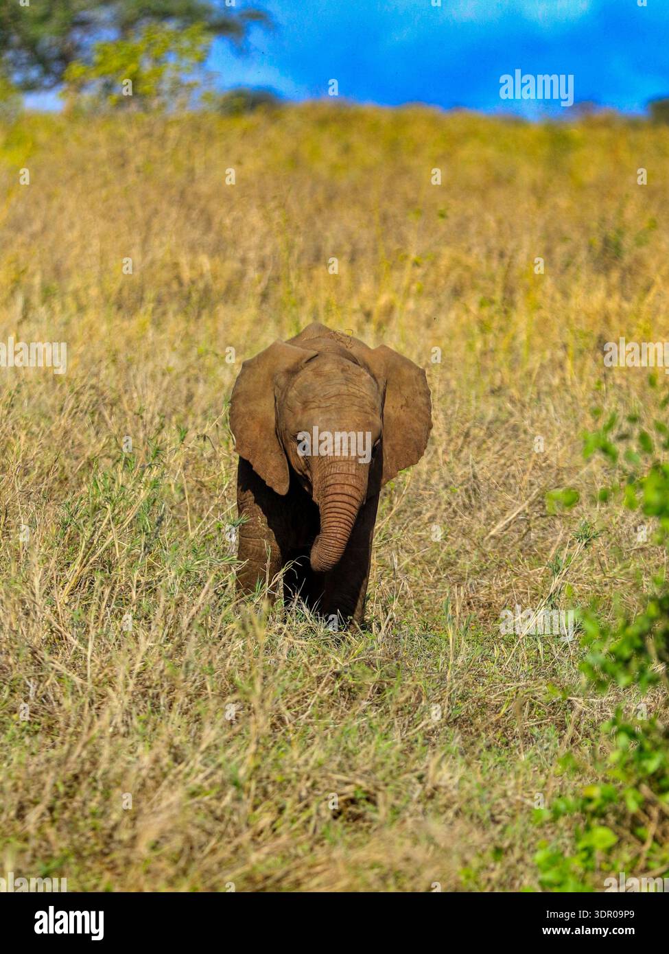Un giovane elefante vaga attraverso l'erba alta, muovendosi tranquillamente attraverso la calda savana. Foto Stock