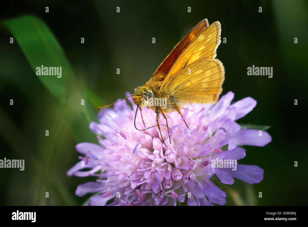 Large Skipper (Ochlodes sylvanus) succhiando il nettare da un Field Scabious Foto Stock