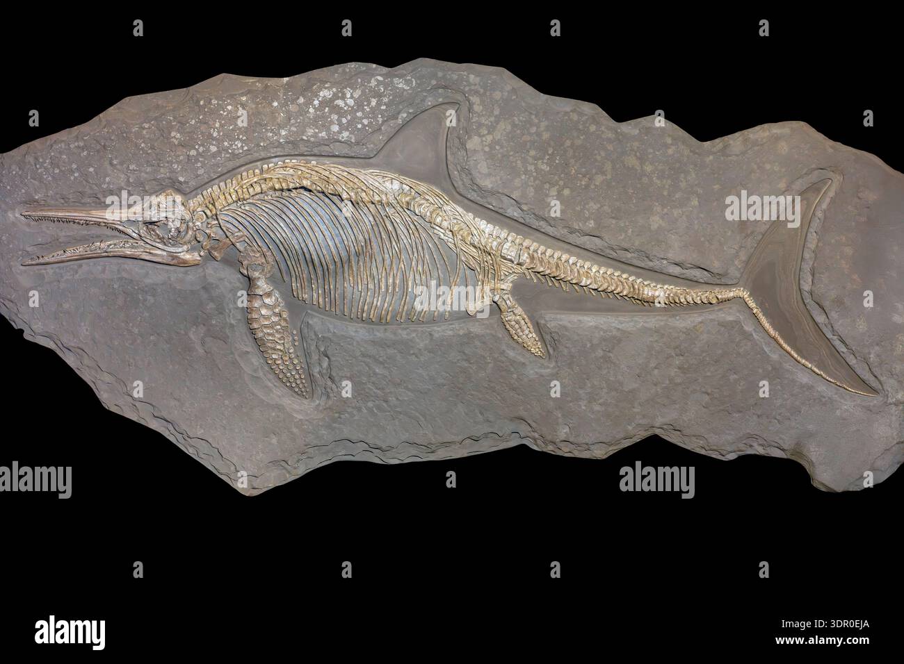 I rettili marini del genere Stenopterygius sono tra i fossili più celebri degli scisti neri del Giurassico inferiore di Holzmaden. Foto Stock