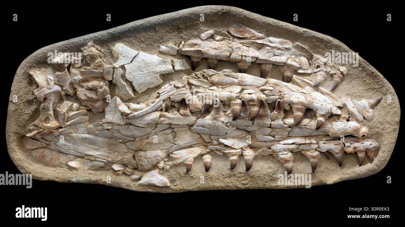 Le ganasce di mosasauro sono costruite per catturare e trattenere le prede scivolose, con robusti denti conici inseriti in bussole profonde e sostenuti da spesse ossa di ganasce. Foto Stock